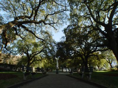 Flora & Fauna of Charleston