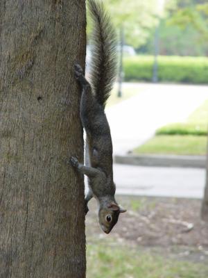 Squirrel on Tree