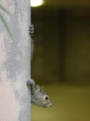 Squirrel Peekaboo