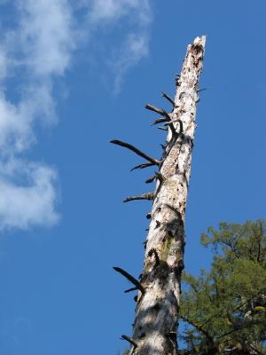 Dead Tree