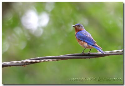Bluebird on a Wire