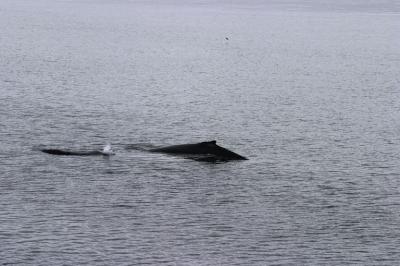 Minke Whales 8615