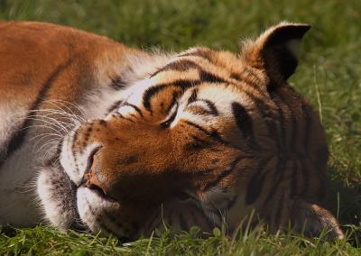  Snoozing Tiger.