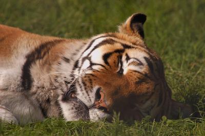 Sleeping Tiger.