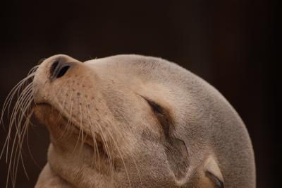 Seal.