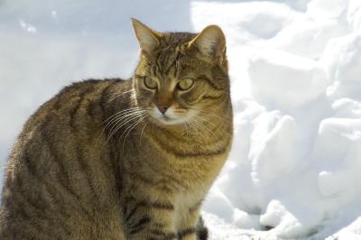 Franziska in snow.jpg