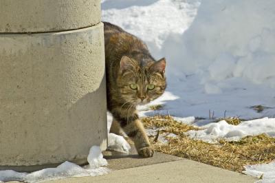Frau Saude striding.jpg