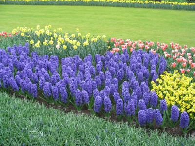 Keukenhof