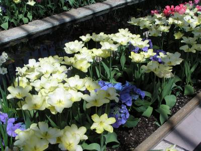 Tulips and Hydrangias