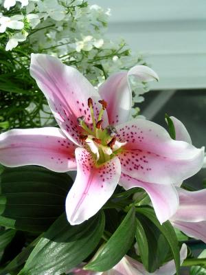 Pink lily