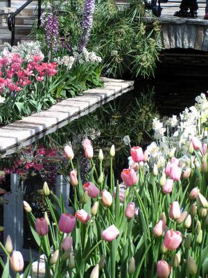 Tulips 018