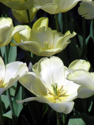 White tulips