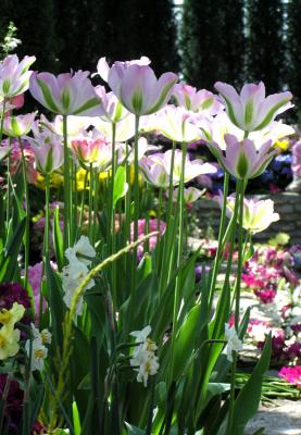 Tulips  036