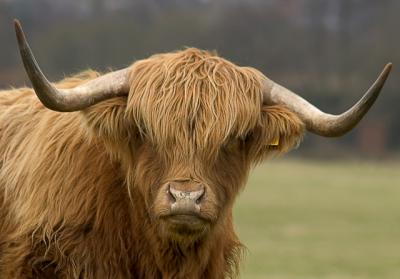 u43/falcn/medium/40353785.highlandcow.jpg