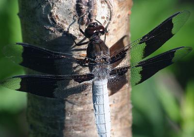 Whitetail Dragonfly.jpg