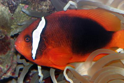 u43/fastuno/medium/26512905.Amphiprionfrenatus1.jpg