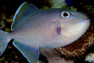 u43/fastuno/medium/26512909.BlueThroatTriggerfish2.jpg