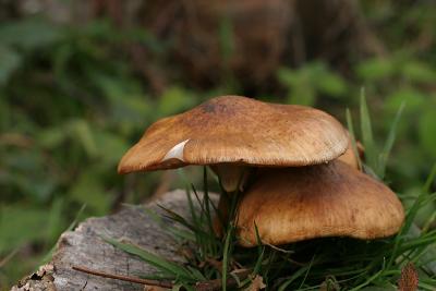 Armillaria sp.