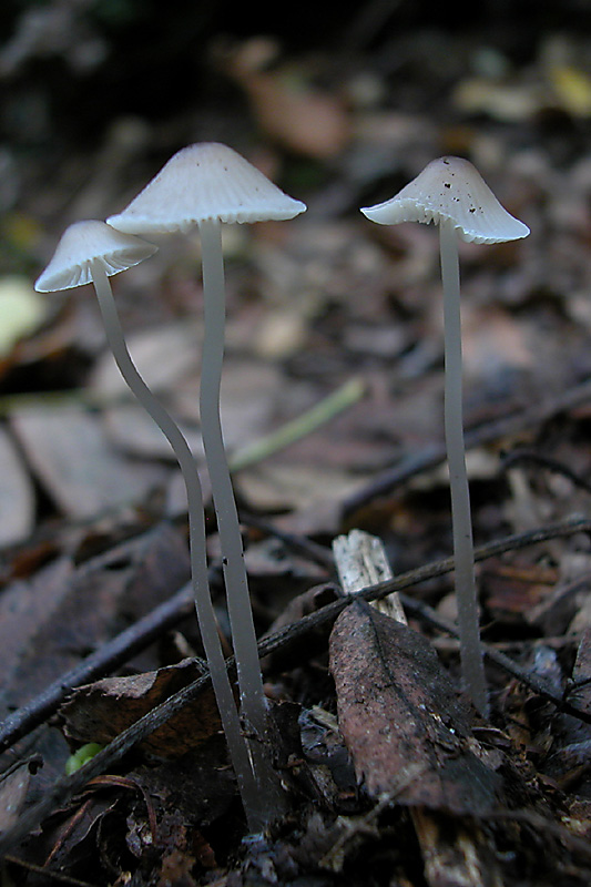 Mycena sp.