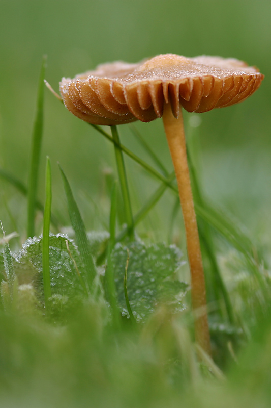 Galerina sp.