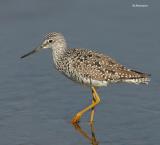 Greater Yellowlegs