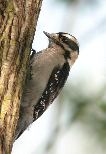 Downy Woodpecker