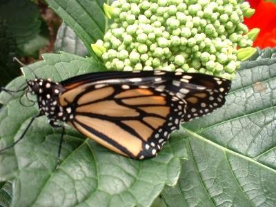 Danaus plexippus