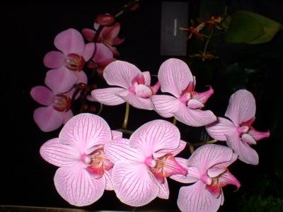 Exposition d'Orchidées