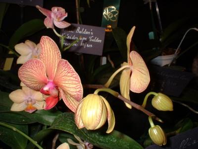 Orchide  Dscf0018