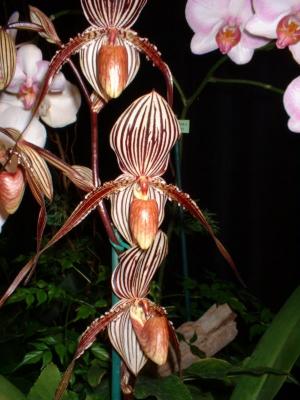 Orchide  Dscf0019
