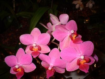 Orchide  Dscf0026