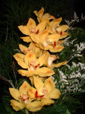 Orchide  Dscf0030