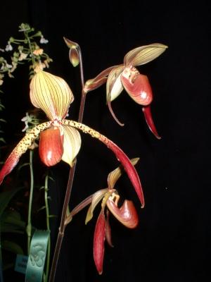 Orchide  Dscf0031