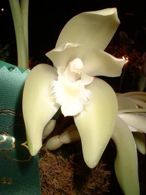 Orchide  Dscf0032