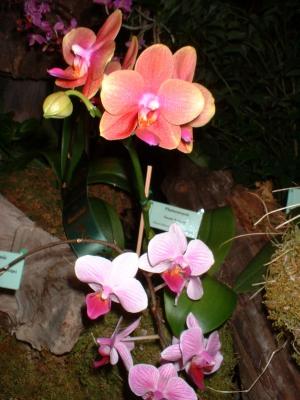Orchide  Dscf0034