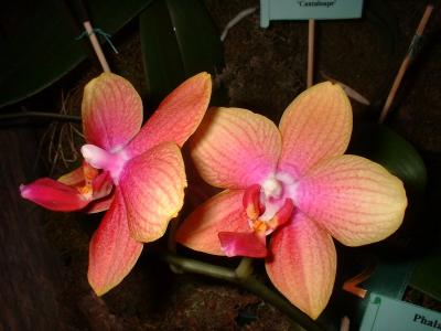 Orchide  Dscf0035