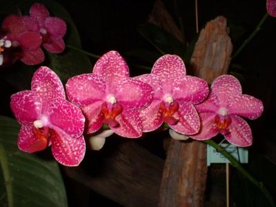 Orchide  Dscf0036