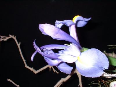 Orchide  Dscf0039