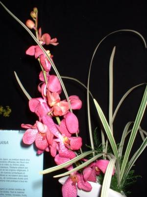 Orchide  Dscf0041
