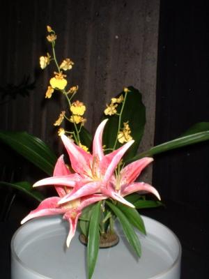 Orchide  Dscf0043