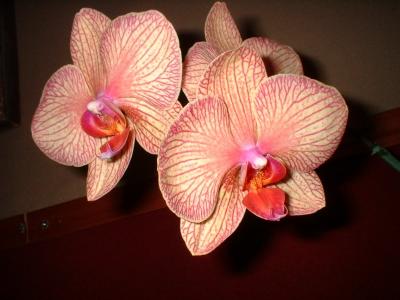 Orchide  Dscf0056