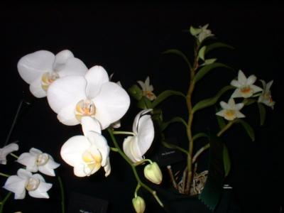 Orchide  Dscf0057