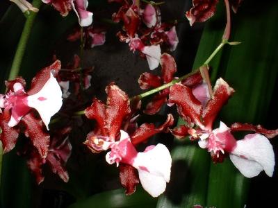 Orchide  Dscf0064