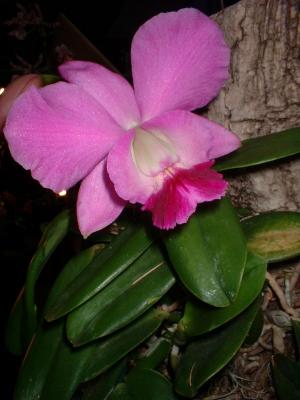 Orchide  Dscf0067