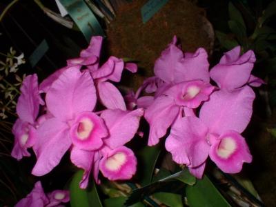 Orchide  Dscf0073