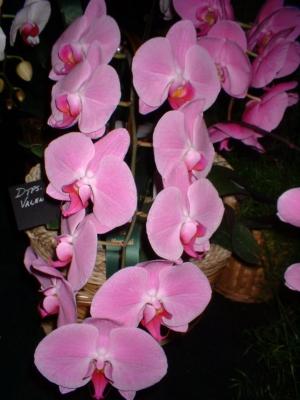 Orchide  Dscf0075