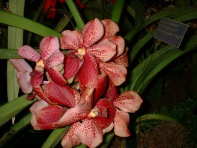 Orchide  Dscf0079