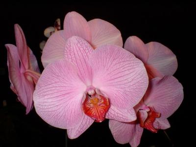 Orchide  Dscf0092