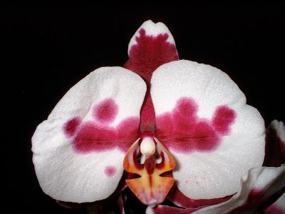 Orchide  Dscf0095