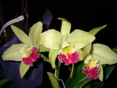 u43/fheon/medium/28078831.OrchideDscf0096.jpg